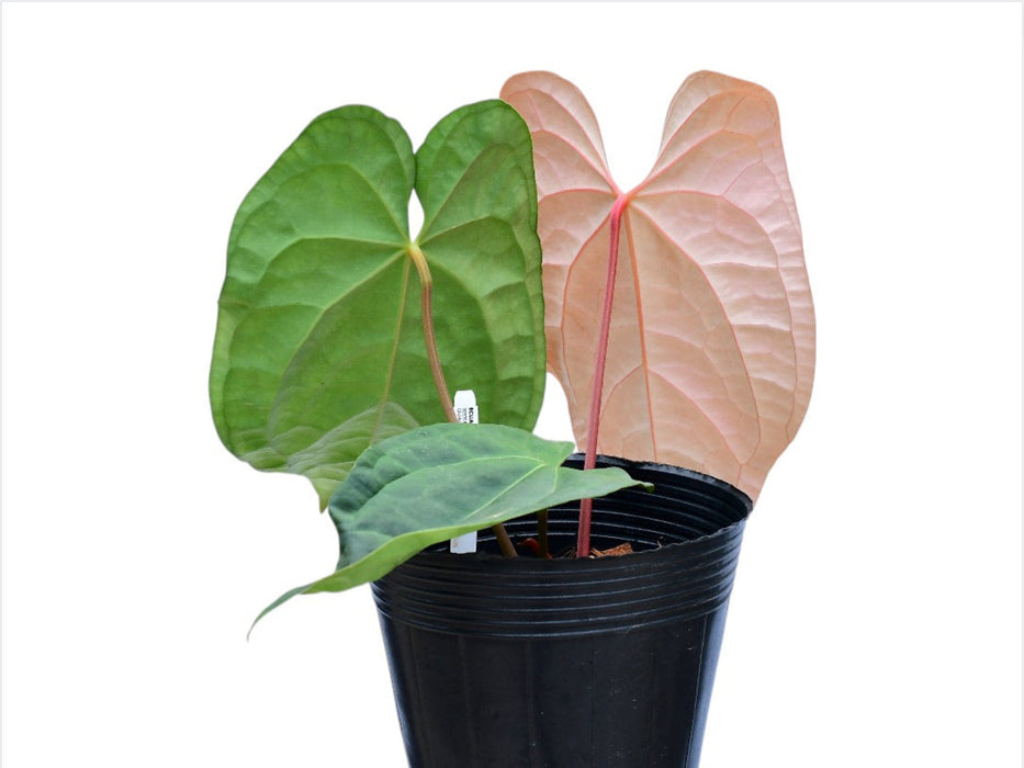 Anthurium Raven Soul (seedling)