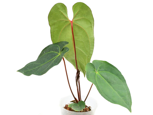 anthurium princess Anthurium Shuar Princess — Ecuagenera USA Corp