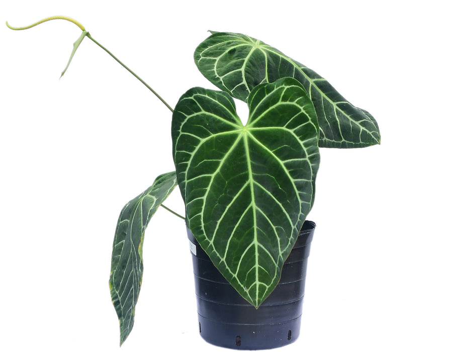 Anthurium Shuar Soul (Big)