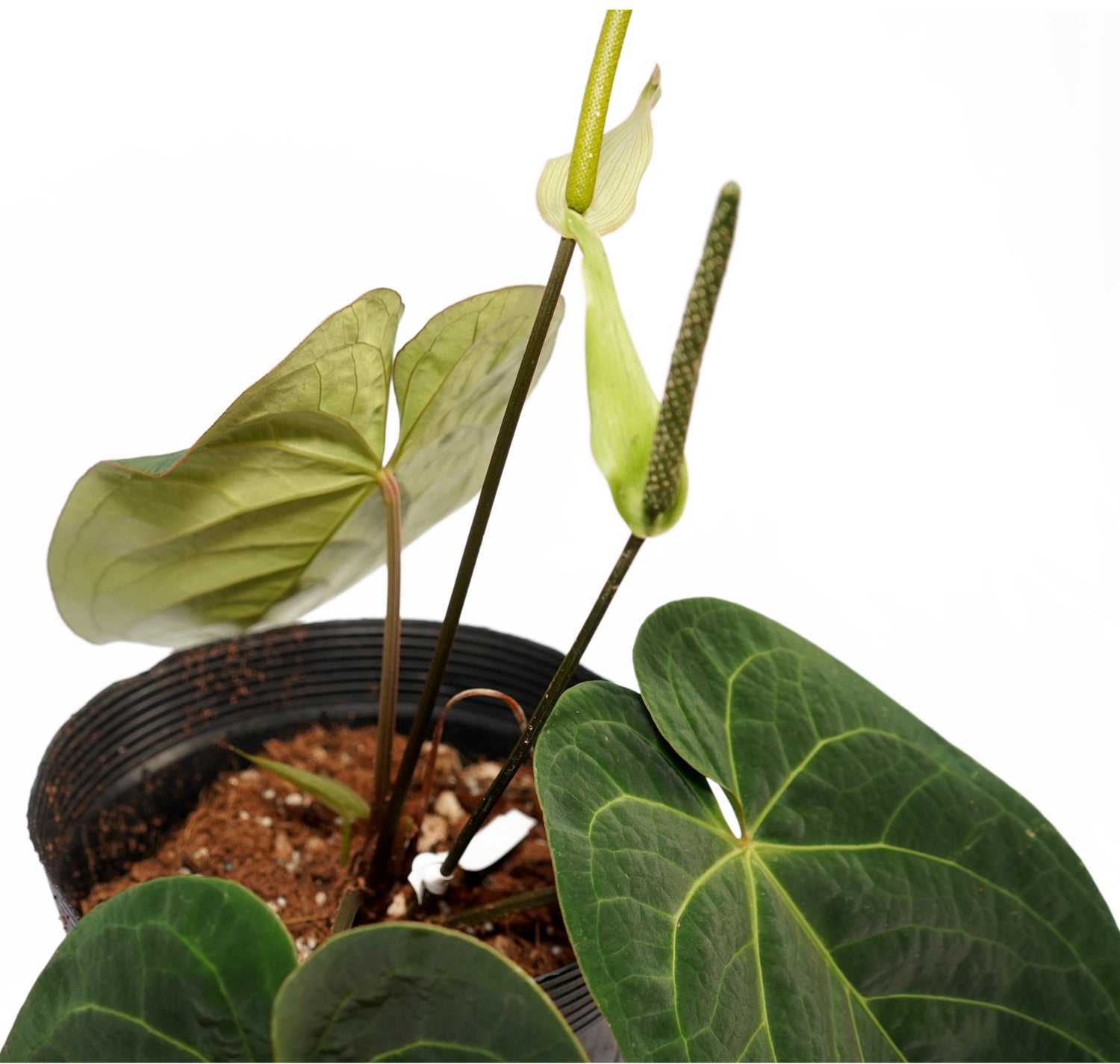 Anthurium Silver Bob