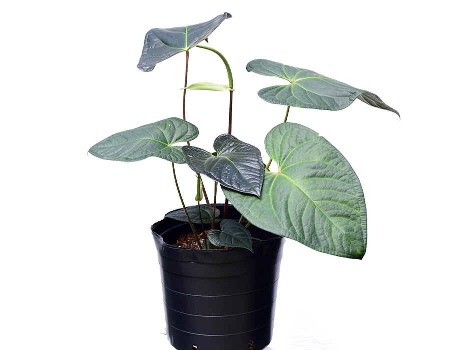 Anthurium Soul of Luxury (XS)