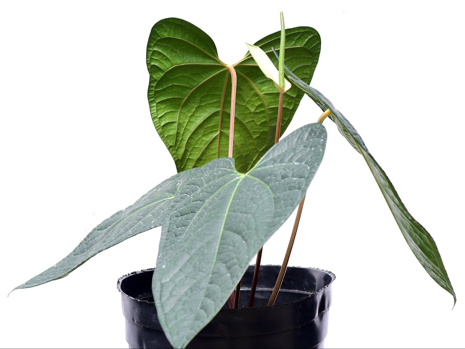 Anthurium Soul of Luxury (XS)