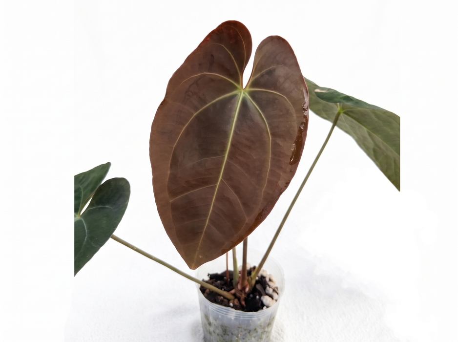Anthurium Velvet Abyss