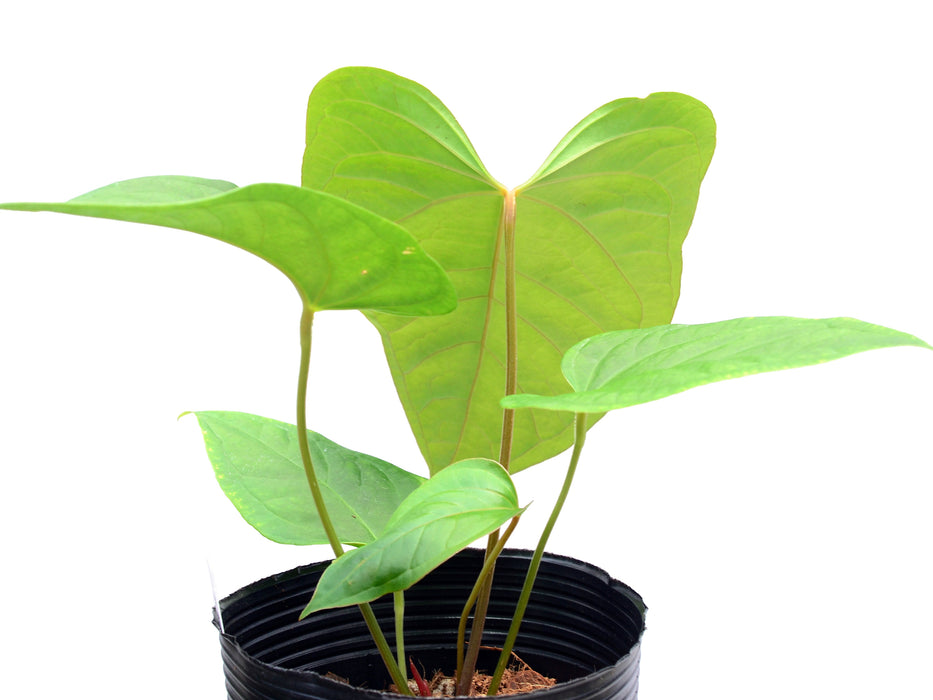 Anthurium Wonder x Anthurium kunayalense