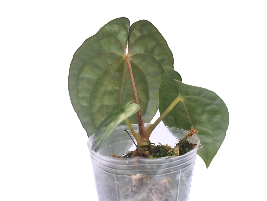 anthurium papillilaminum ecuagenera Anthurium Ximeportilla
