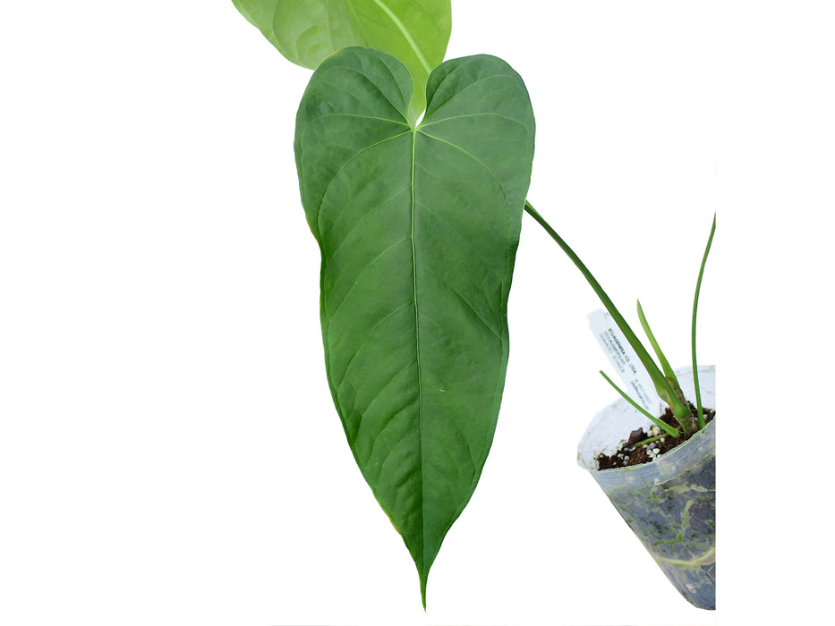 Anthurium balaoanum