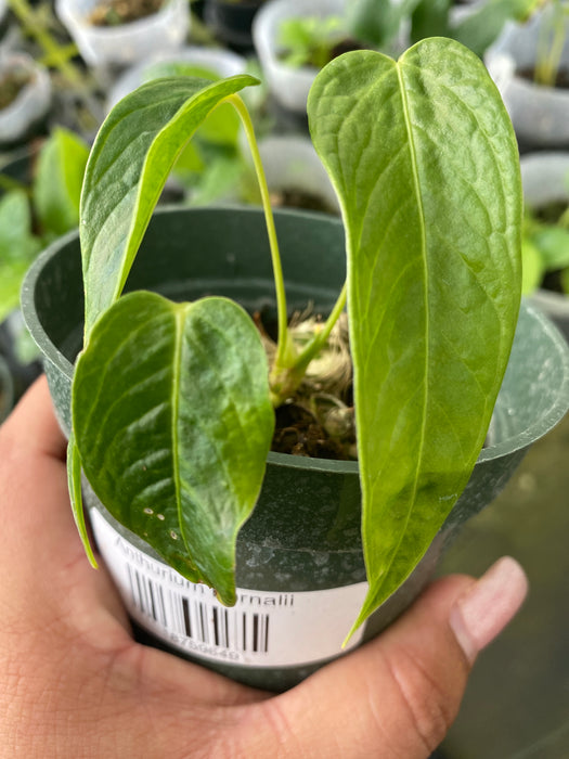 anthurium lappoanum Anthurium bernalii (seedling) — Ecuagenera USA Corp