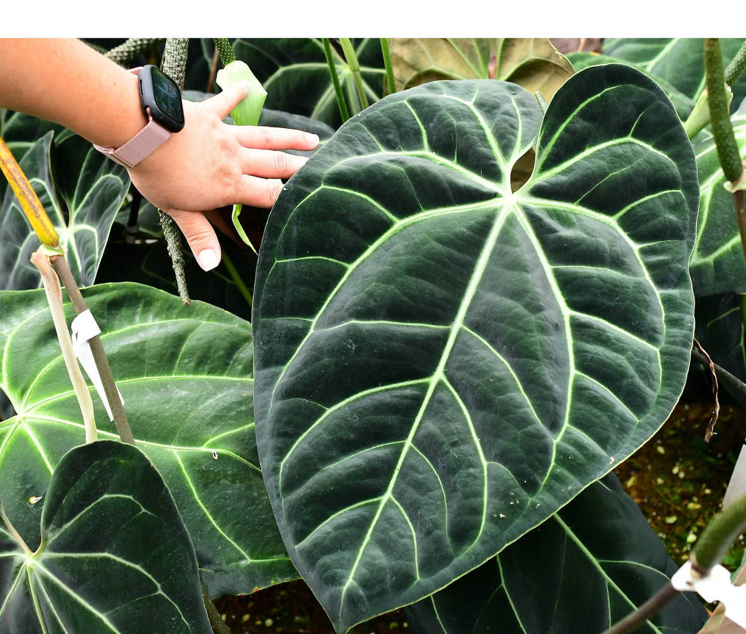 Anthurium besseae aff