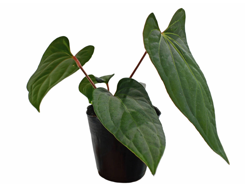 Anthurium Punta De Flecha (rec.)