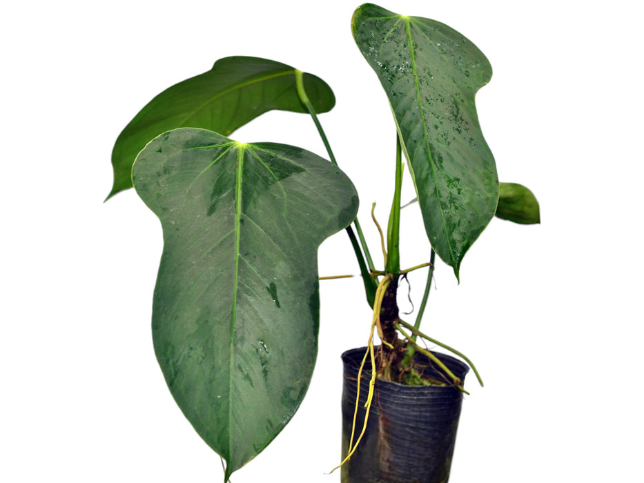 anthurium bomboisence Anthurium bomboizense
