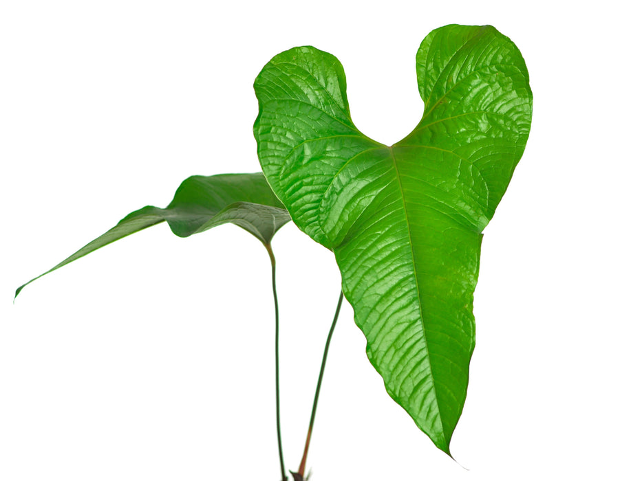anthurium fiori marroni Anthurium brownii 5 — Ecuagenera USA Corp