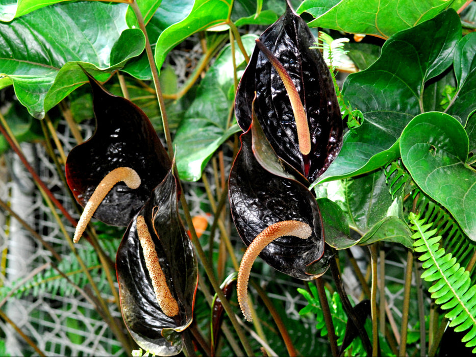 anthurium calense Anthurium cabrerense — Ecuagenera USA Corp