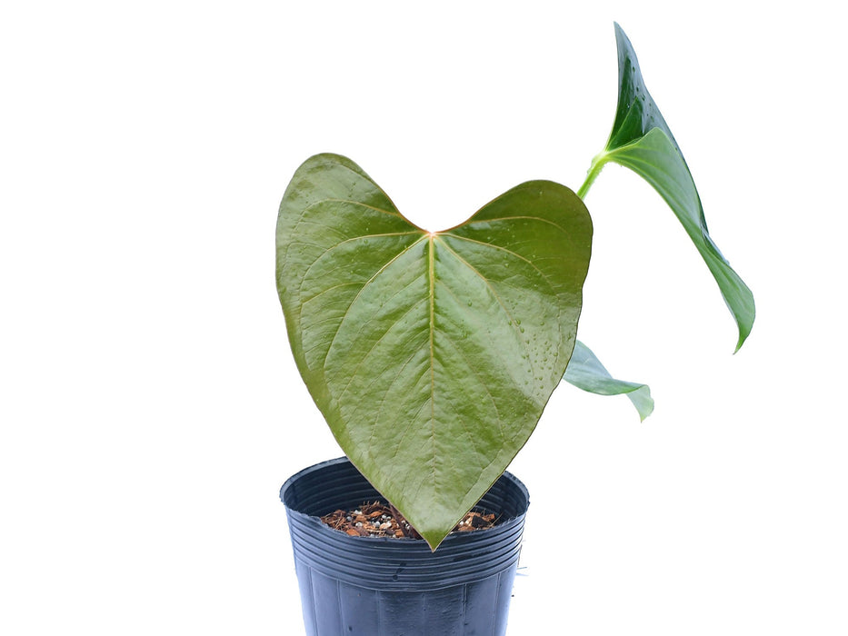 anthurium cerrocampanense Anthurium cerrocampanense (seedling)