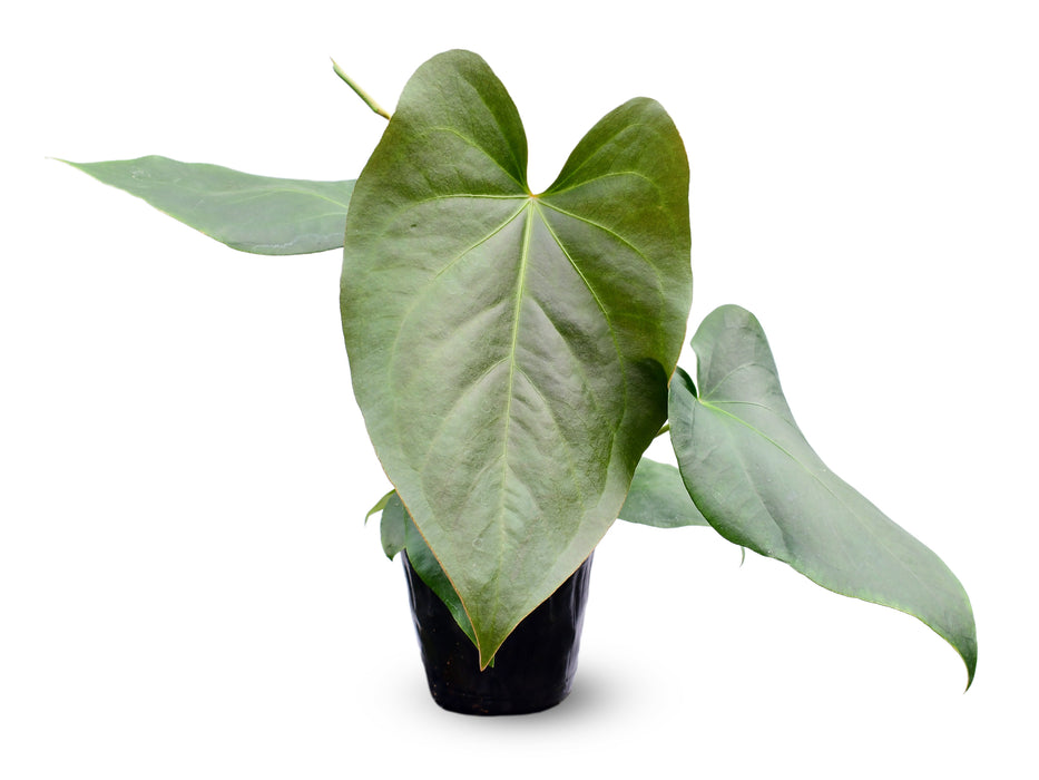 Anthurium cerrocampanense x Anthurium fogetii