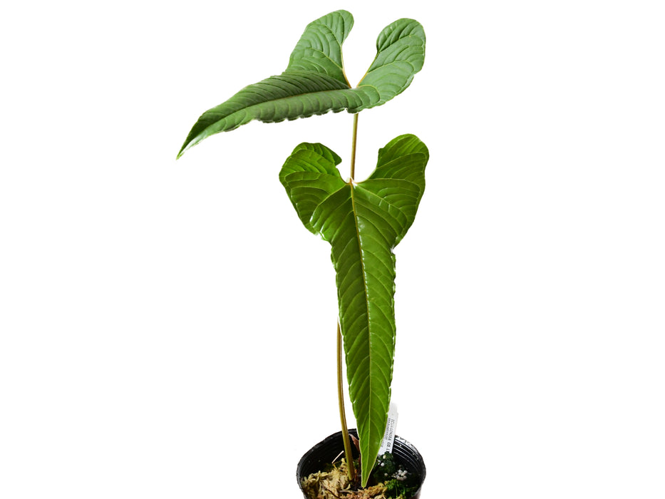 Anthurium chilmabajense