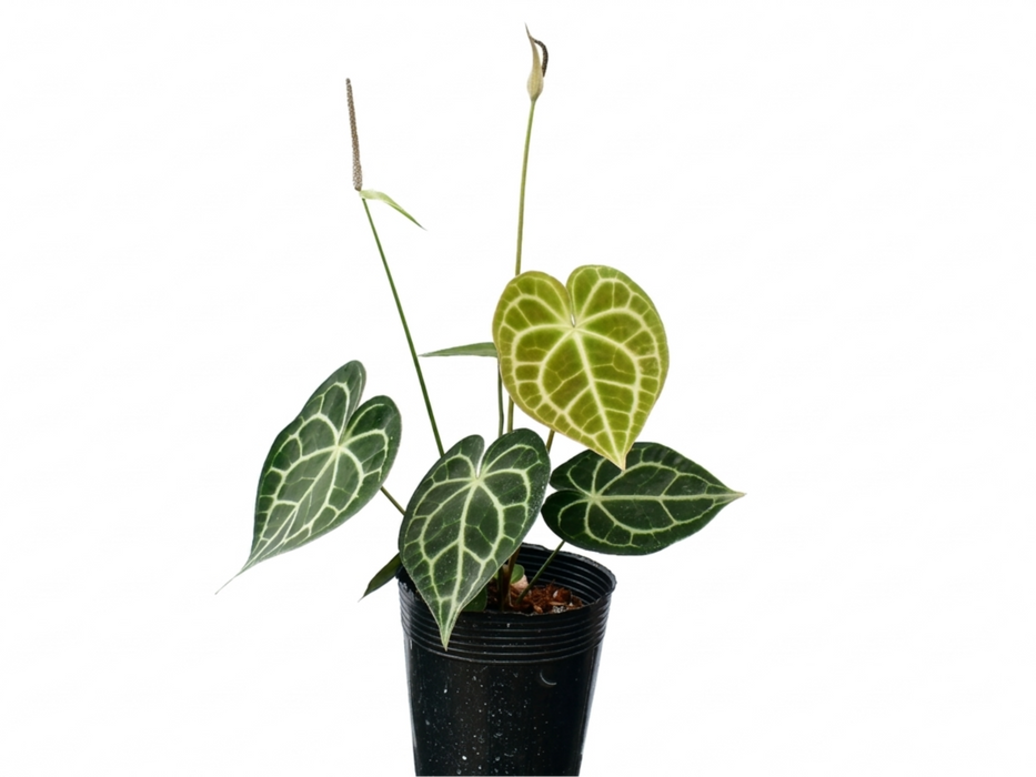 Anthurium clarinervium 'Sulanjana'