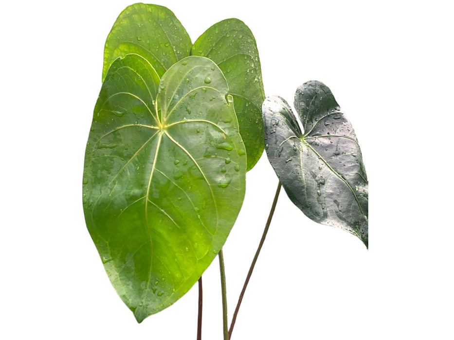 Anthurium corallinum cf