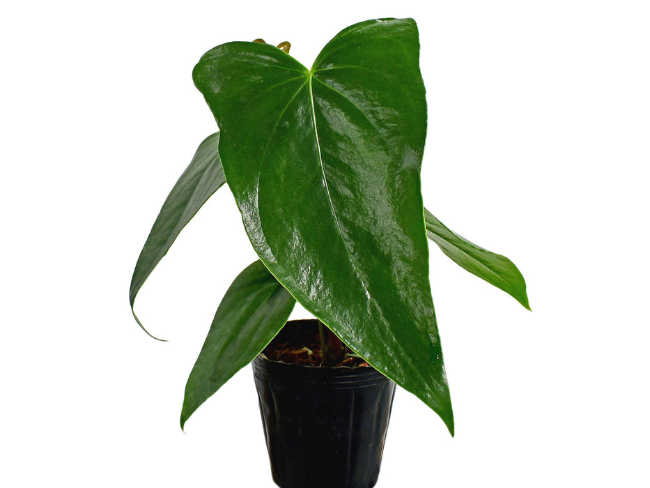 Anthurium Black Coral Gigi