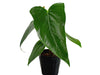 Anthurium Black Coral Gigi
