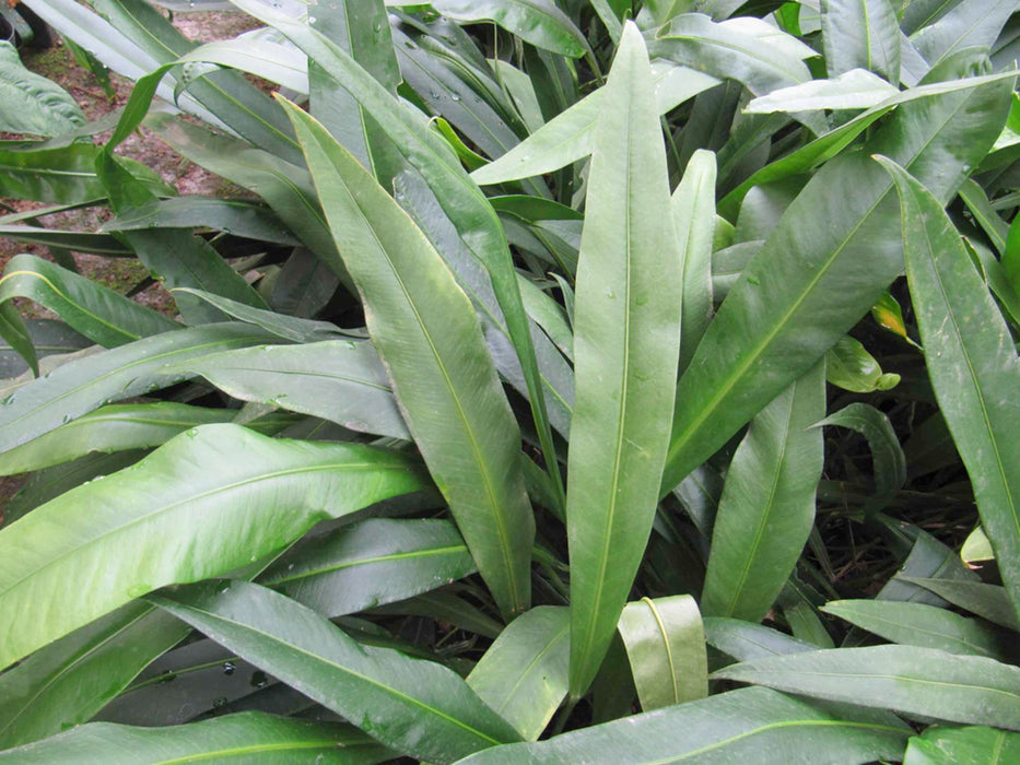 anthurium coriaceum for sale Anthurium coriaceum - Leatherleaf Anthurium with Long Leaves