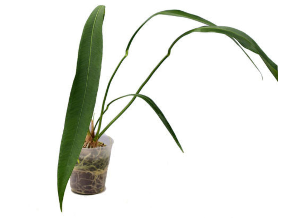 Anthurium coriaceum velvety