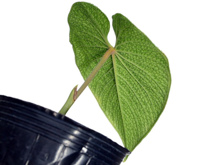 anthurium corrugatum Anthurium corrugatum - Extreme Bullate Textured Leaves