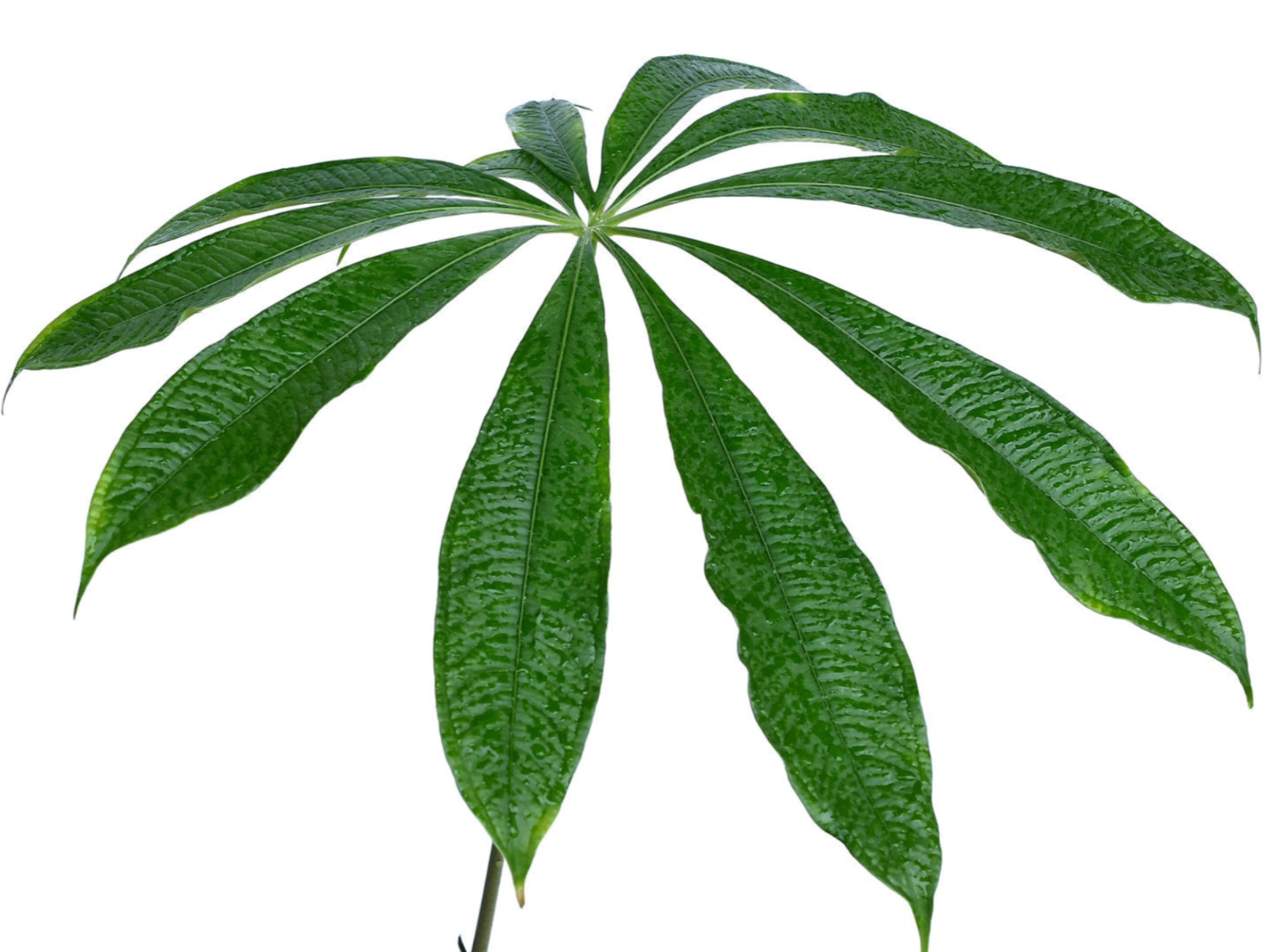 Anthurium croatii 'corrugado' - Palmate Corrugated Leaves