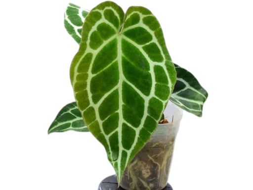 anthurium crystallinum seedling Anthurium crystallinum seedling
