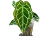 Anthurium crystallinum seedling