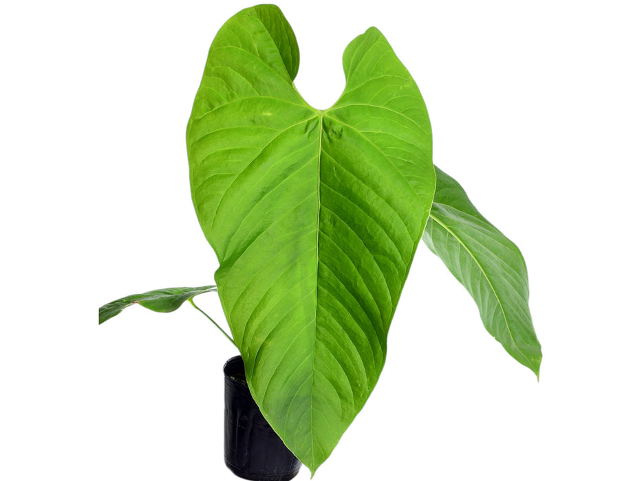 Anthurium cupulispathum green