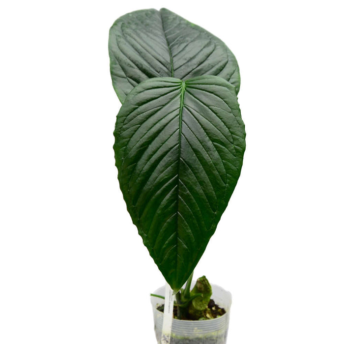 anthurium cuspidatum amazonas Anthurium cuspidatum Ecuagenera