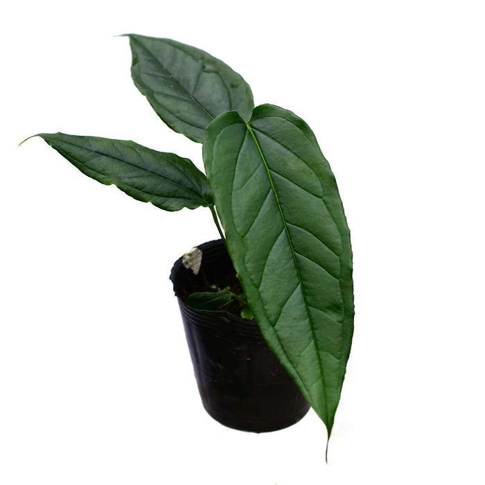 Anthurium cuspidatum Ecuagenera (seedling)
