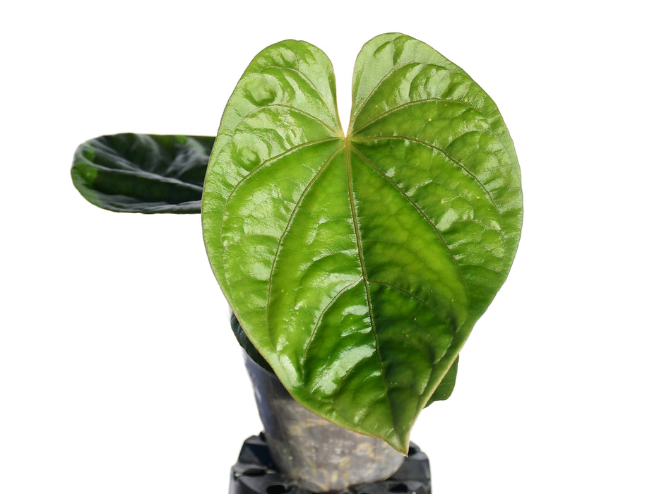 anthurium debile Anthurium debile