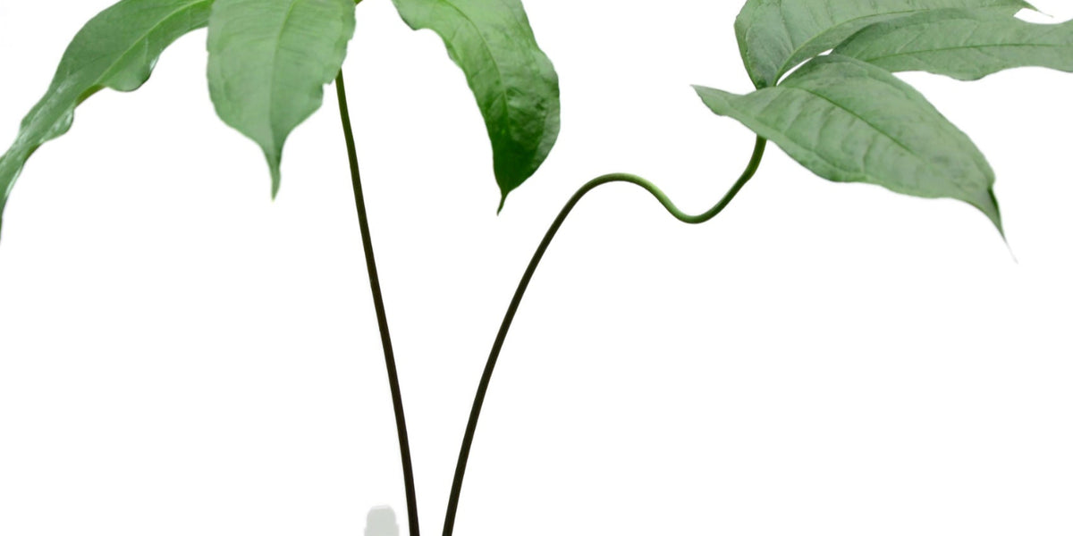 Anthurium eminens type (seedling) — Ecuagenera USA Corp
