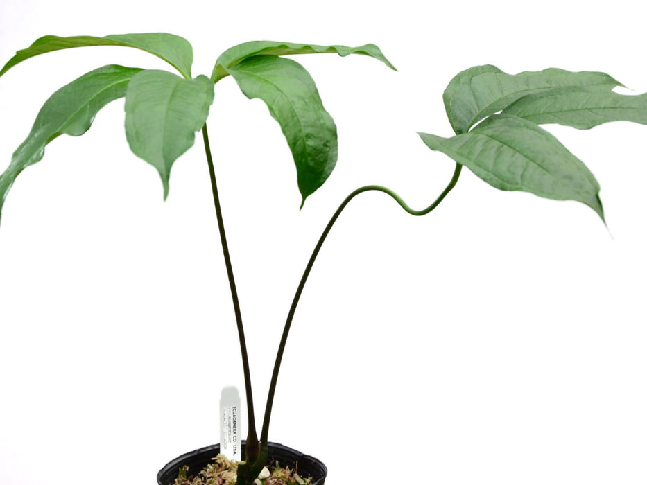 Anthurium eminens type (seedling)