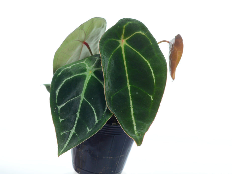 anthurium forgetii dark Anthurium forgetii white stripes (seedling) — Ecuagenera USA Corp