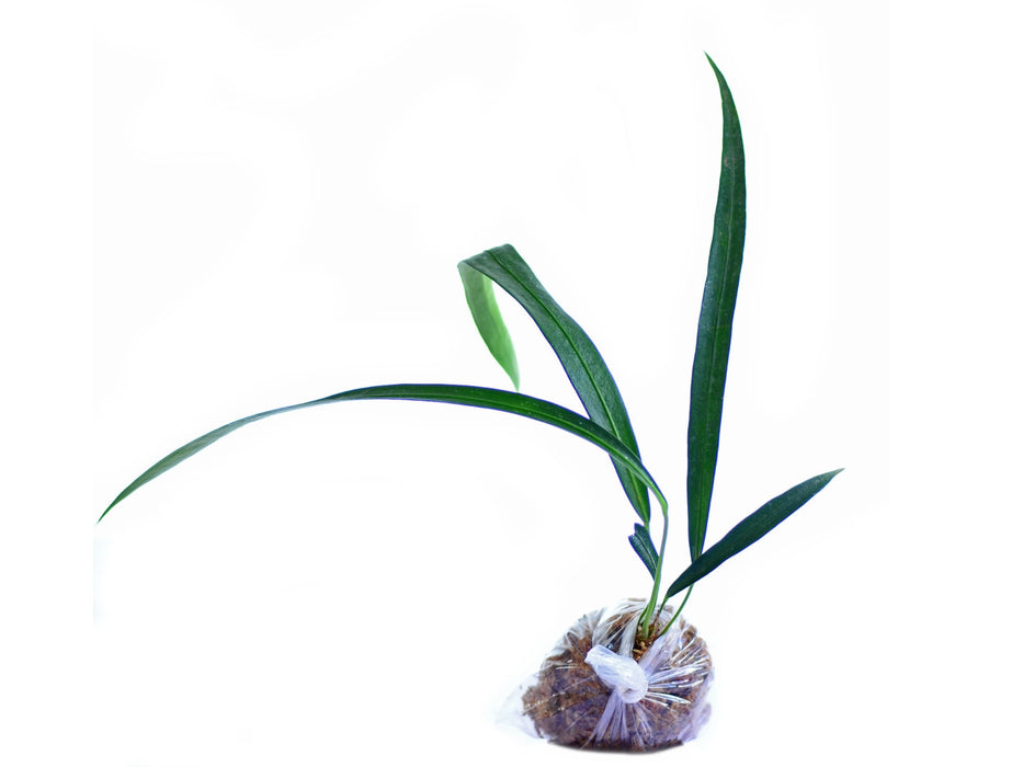 Anthurium friedrichsthalii (seedling)