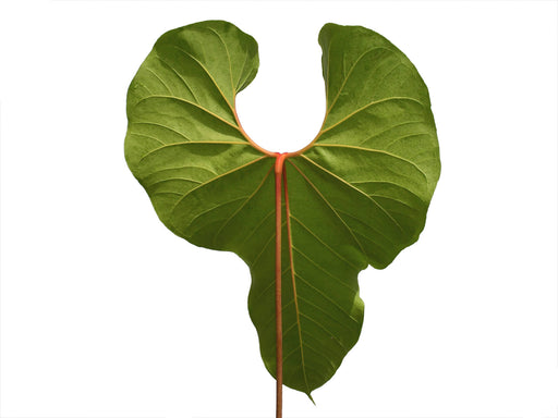 largest anthurium Anthurium giganteum - Large Leaf Tropical Plant