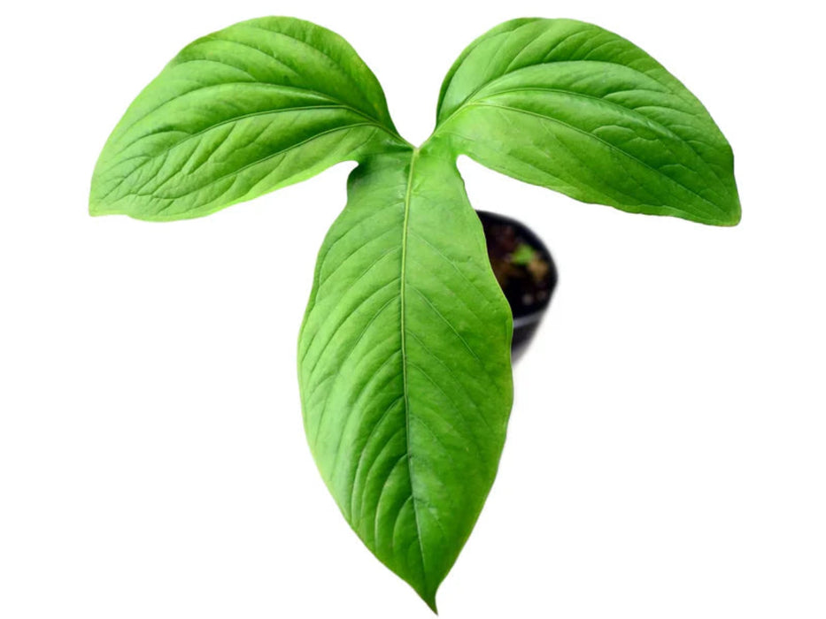 Anthurium insigne (Big)