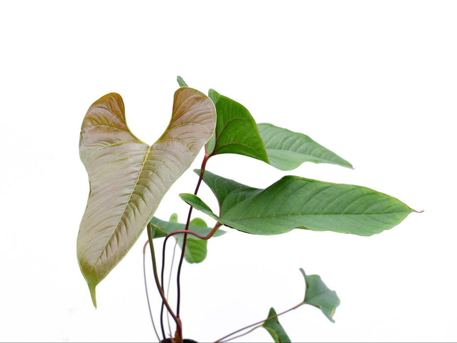 Anthurium insigne 'Crystal'
