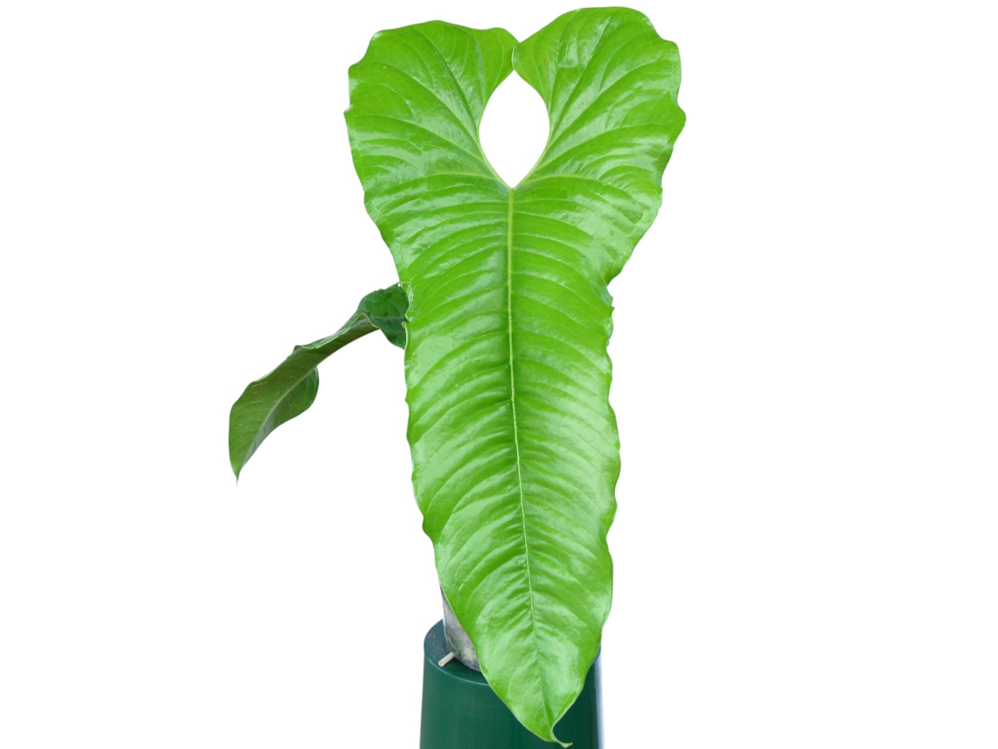 Anthurium ivanportillae アンスリウムイヴァンポルティラエ Anthurium ivanportillae こいつは面白いですよ 環境で葉の形が