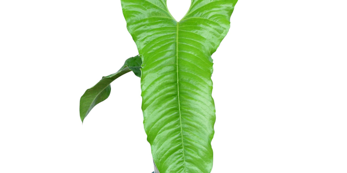 Anthurium ivanportillae - Elongated Corrugated Leaves Rare
