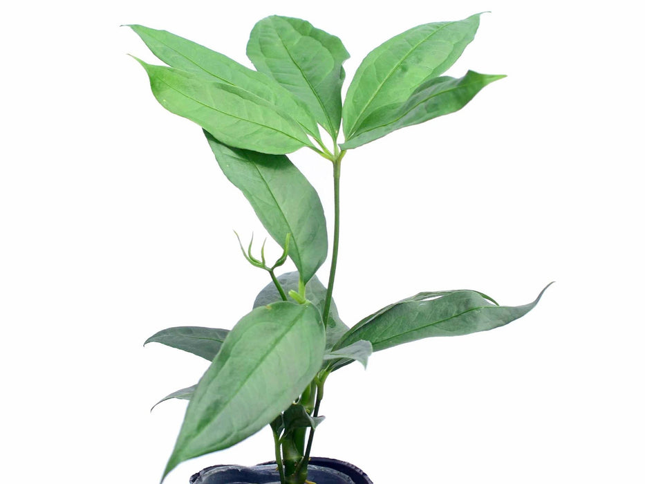 anthurium kunthii Anthurium kunthii