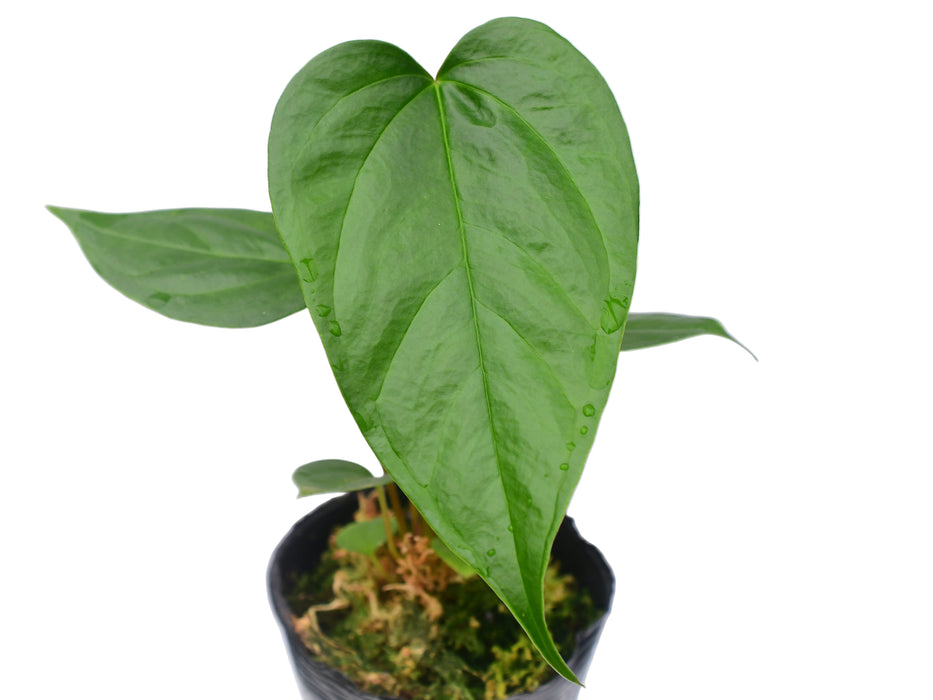 Anthurium longistrorsum nanum (seedling)