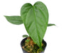 Anthurium longistrorsum nanum (seedling)