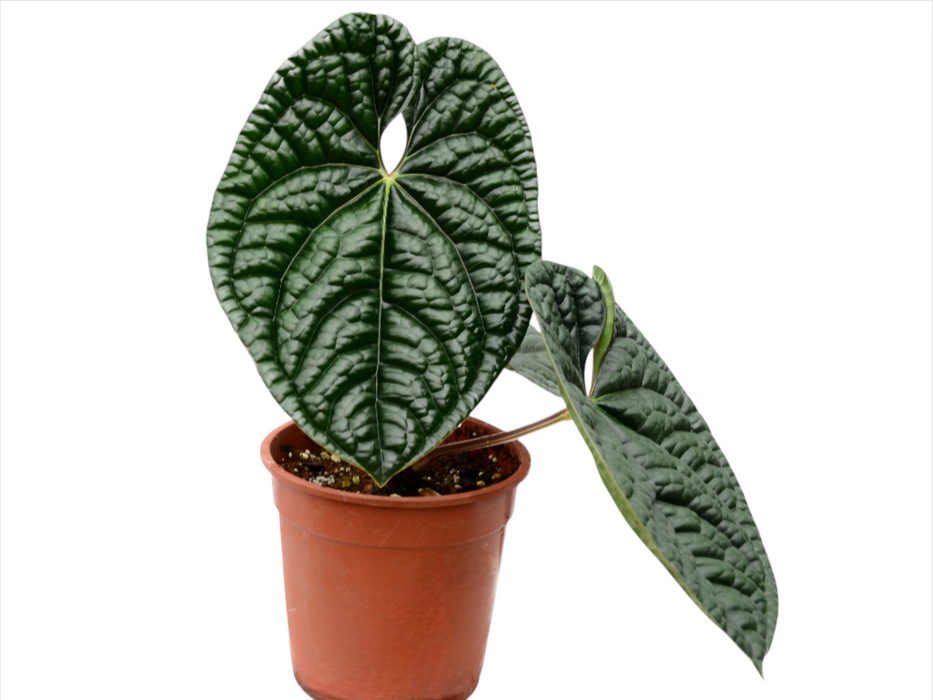 Anthurium luxurians