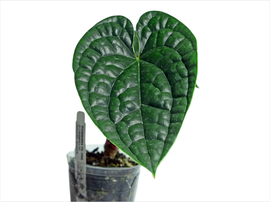 Anthurium luxurians (XS)