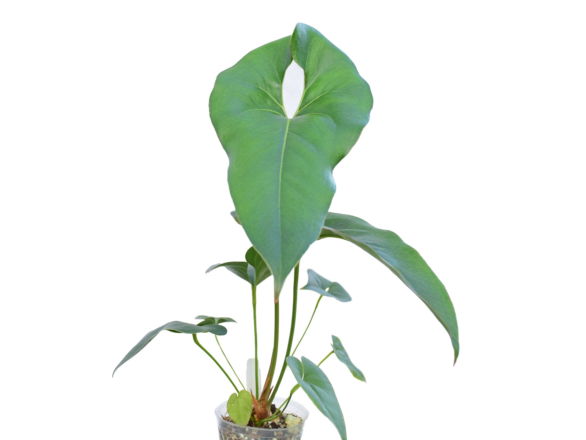 anthurium macdougalii Anthurium macdanielii