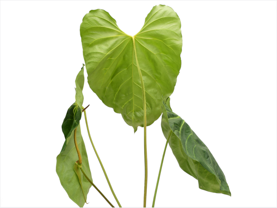 anthurium bullatus Anthurium magnificum x Anthurium pandurilaminum