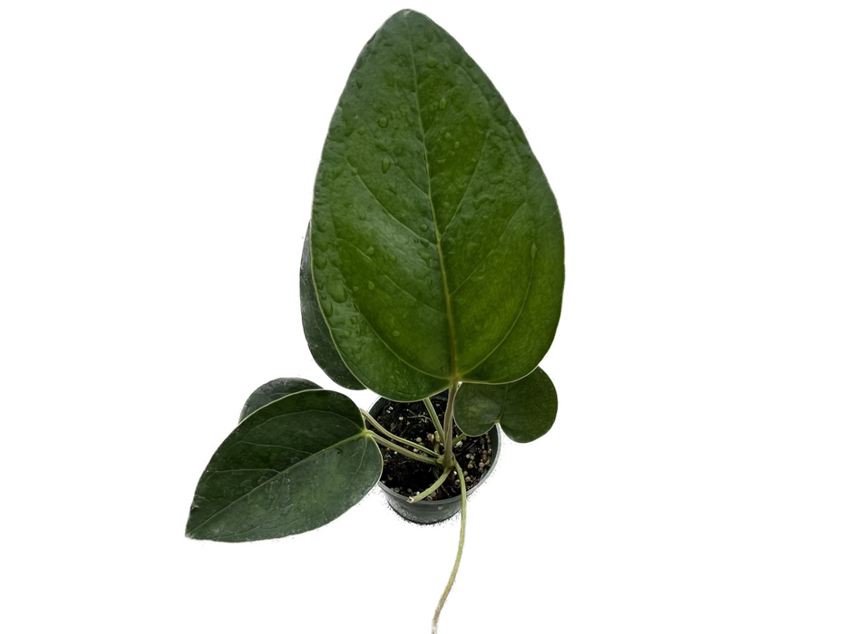 anthurium michelii Anthurium michelii — Ecuagenera USA Corp